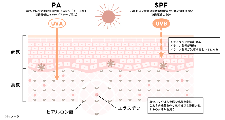日焼け止めのSPFはUVB、PAはUVAを防ぐ