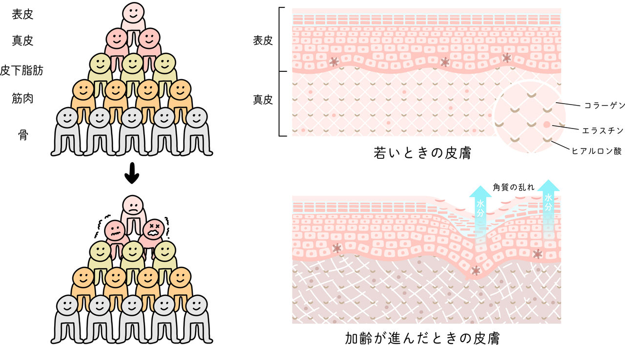 加齢が進むと表皮の内側の真皮などに変化が起こる